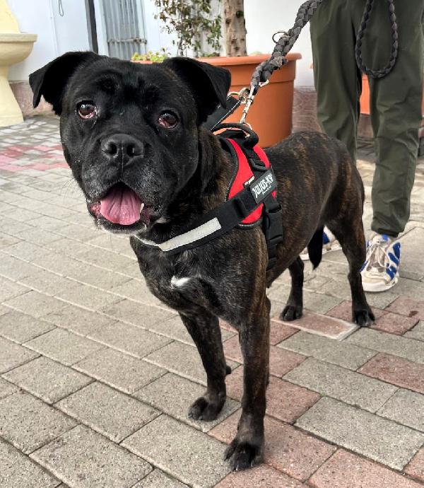 CHERRY BELLISSIMA BOXER Foto 5